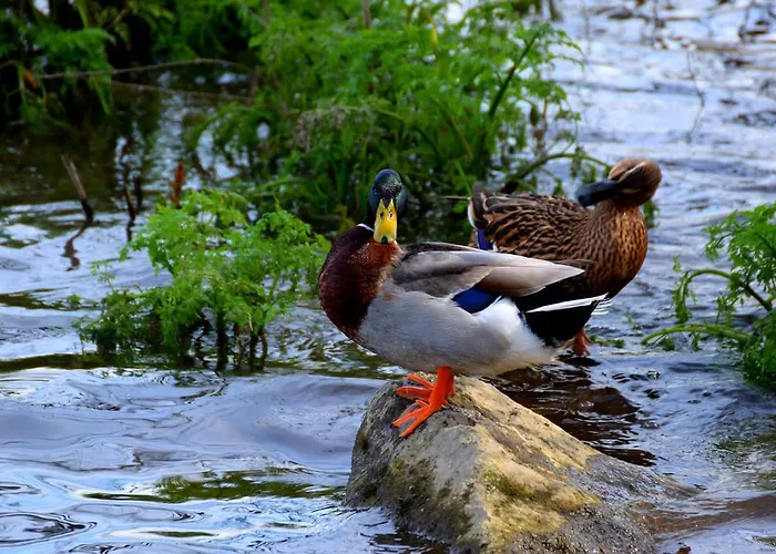 Casa Mindela Pensjonat 4*